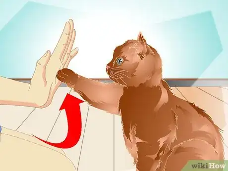 Image intitulée Teach a Cat to "High Five" Step 28